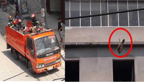 একটি ছোটো চড়ুই পাখিকে বাঁচাতে এলো দুটি ফায়ার সার্ভিসের গাড়ি, মানবতার দৃষ্টান্ত স্থাপিত হলো 